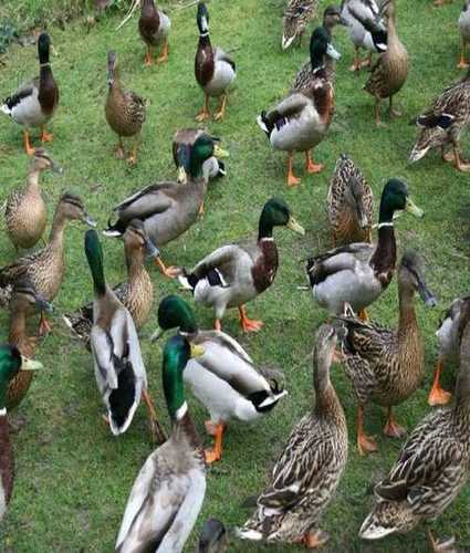 Live Ducks 8 10 Weeks 2 3Kg Poultry Farming Supply