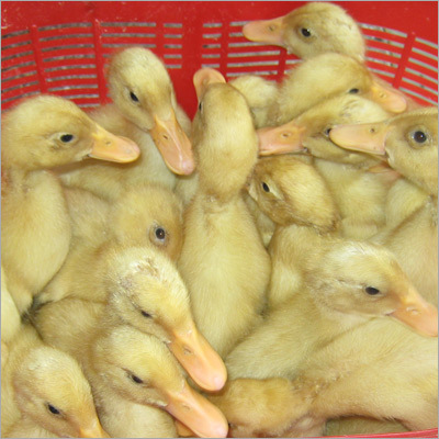 Live Ducks Poultry Farming And Meat Production Supplier