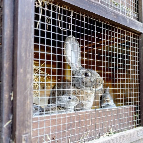 Live Rabbits Breeding And Meat Purpose Farm Supply