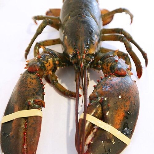 Lobster Whole Frozen Raw IQF Export Premium Supplier
