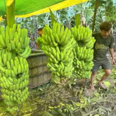 Looking For Banana Supplier UAE Cavendish Bulk Export