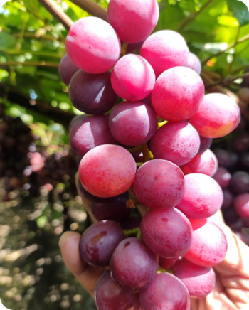 Looking For Grapes Exporter Europe High Brix 18mm+