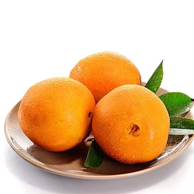 Mandarin Exporter Sweet Citrus High Brix Europe