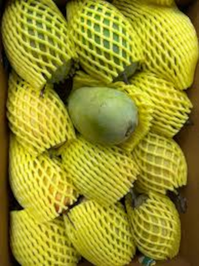 Mango Exporter 20ft Reefer Container Alphonso UAE Supply