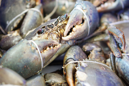 Mud Crab Live Export Premium Seafood Supplier UAE Asia