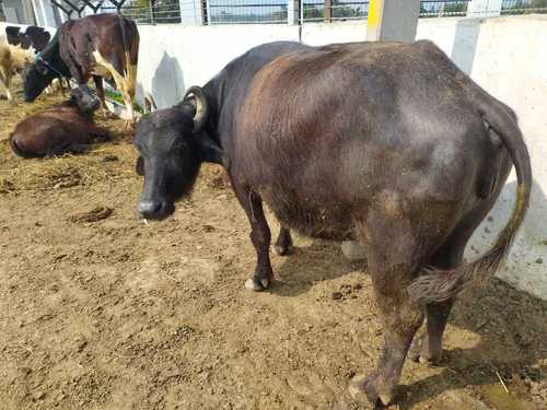 Murrah Buffalo Adult 4 6 Years 450 650Kg High Yield Dairy Supply