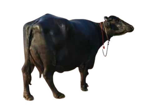 Murrah Buffalo Dairy Breed High Milk Yield Livestock Supplier