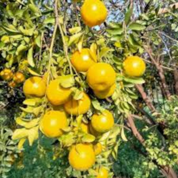 Nagpur Orange Exporter High Juice Content UAE Bulk