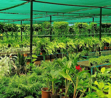 Nursery Plant Fertilizers