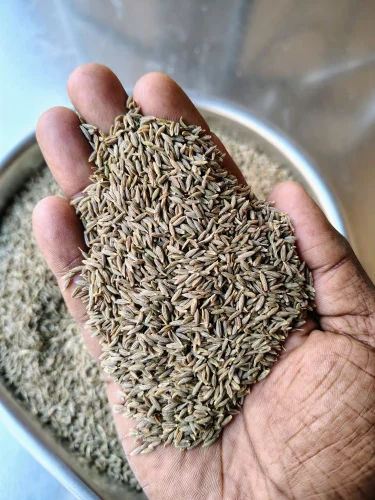 OP Cumin Seeds