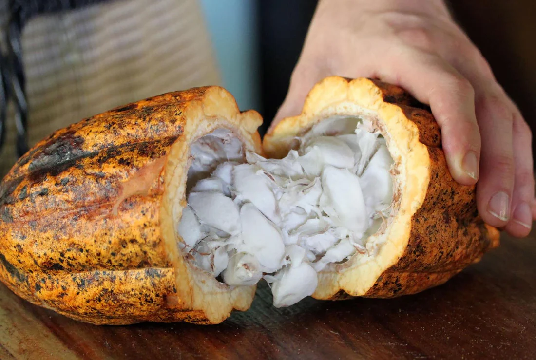 Organic Cocoa Beans Manufacturer & Exporter from India