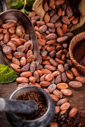 Organic Cocoa Beans Manufacturer & Exporter from India