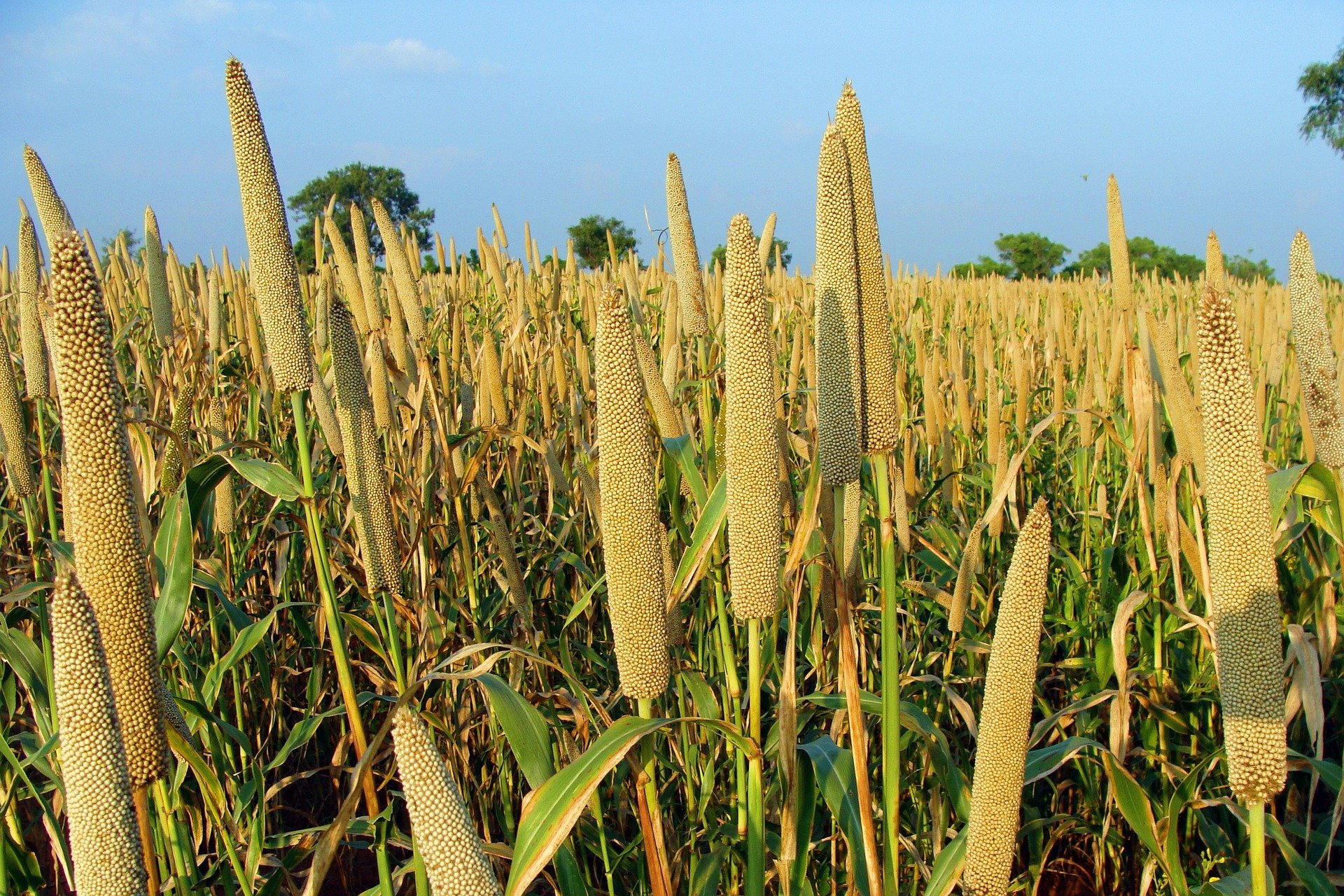 Organic Millets Ragi Jowar Bajra Organic Millet Export
