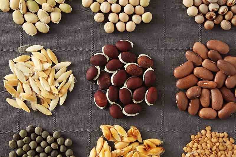 Organic Vegetable Seed Varieties