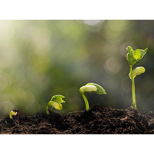 Plant Growth Promoter Exporter India