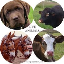 Quarantine Approved Livestock Export Compliance Supplier