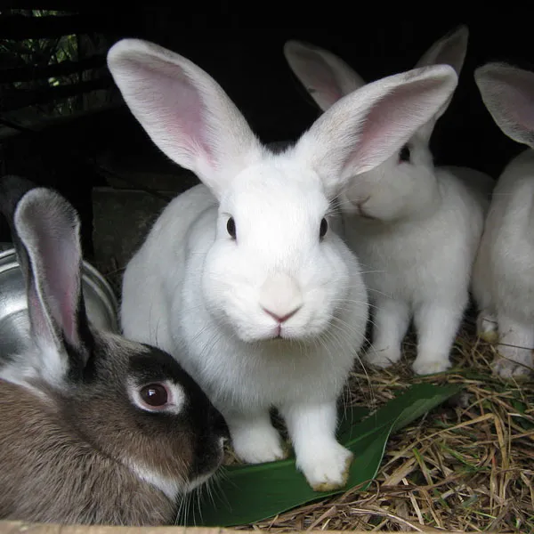 Rabbits 3 6 Months 2 3Kg Breeding And Meat Supply