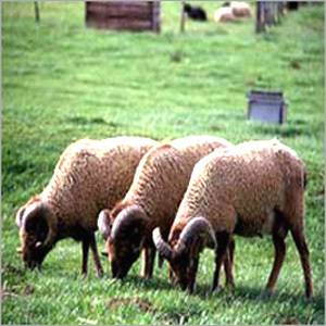 Sheep Livestock 1 2 Years 40 60Kg Wool Meat Breed Supply