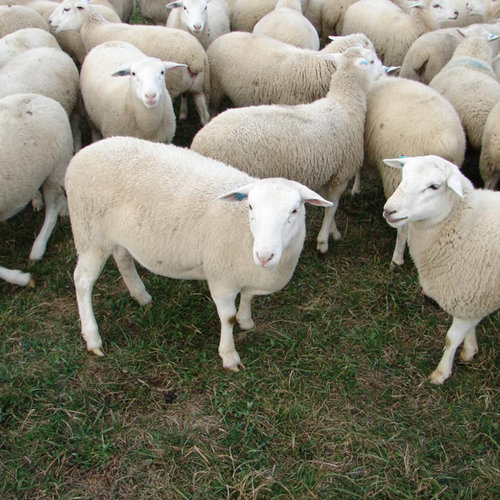 Sheep Livestock Wool And Meat Breed Farm Supply Bulk