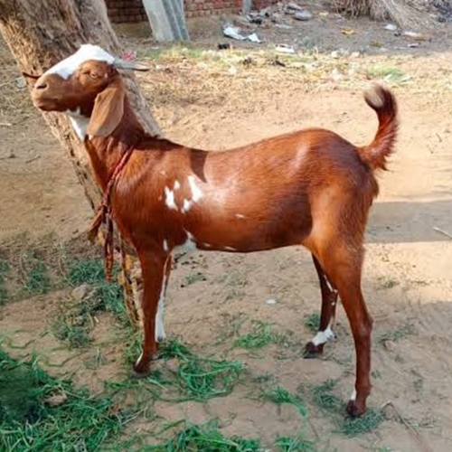 Sirohi Goat Adult 2 3 Years 35 50Kg Dual Purpose Livestock Supply