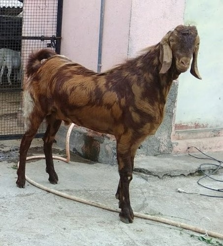 Sirohi Goats Indian Breed Meat And Milk Purpose Supplier