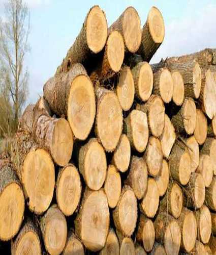 Timber Exporter for Furniture Manufacturers UAE