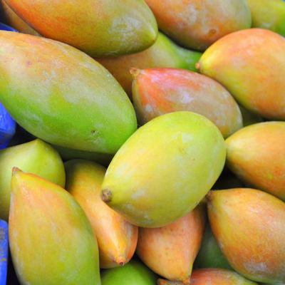 Totapuri Mango Bulk Export UAE Processing Grade Supply