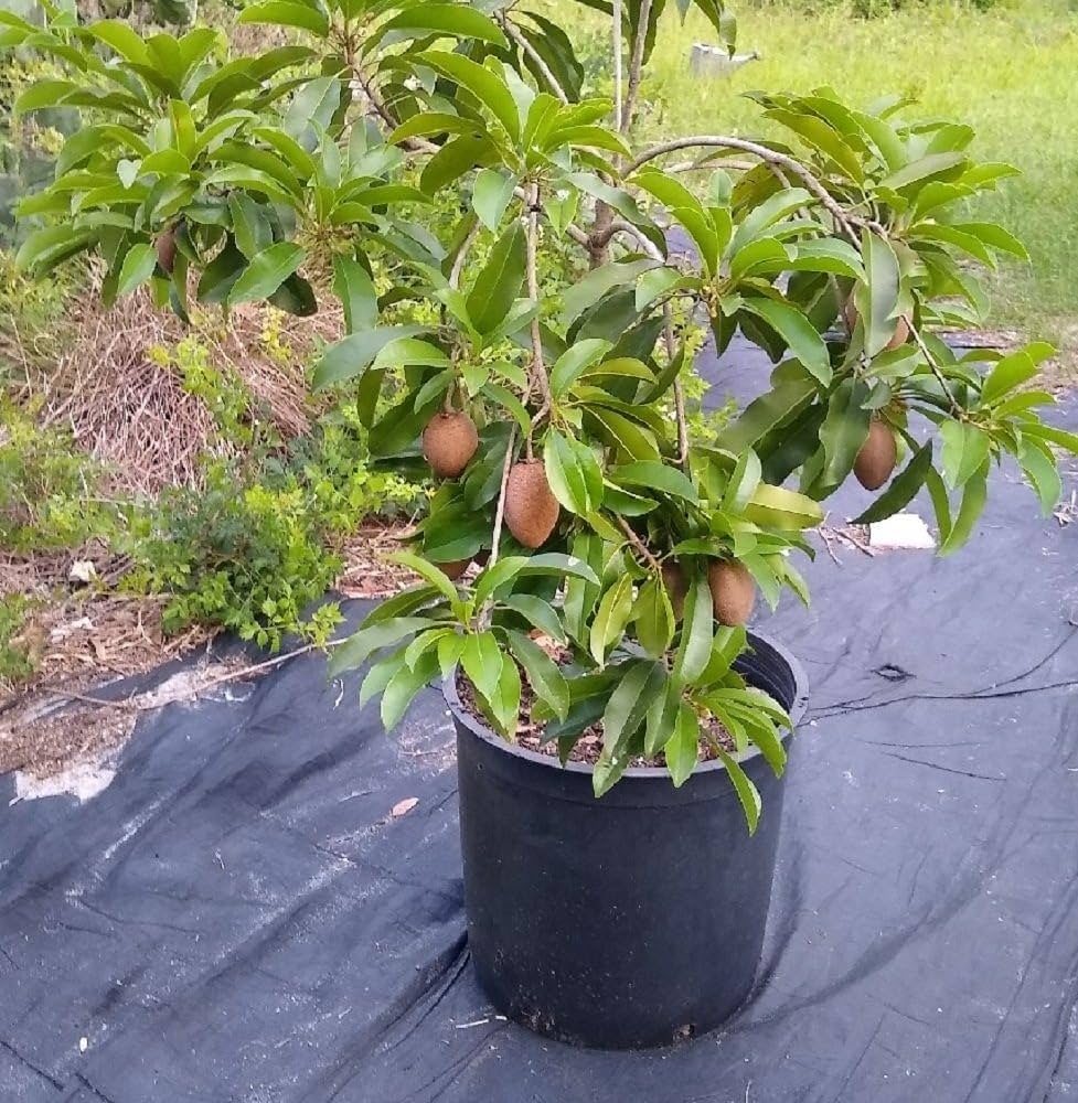 Traditional Sapota (Chikoo) Plants