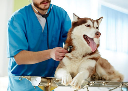 Vaccinated Livestock Certified Healthy Animals Farm Supply