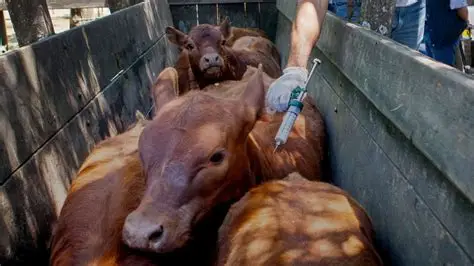 Vaccinated Livestock FMD Brucellosis Free Certified Farm Supply