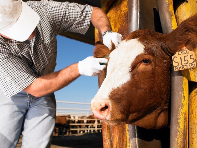 Veterinary Certified Healthy Livestock With Health Records Supply