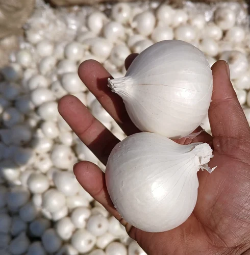 White Onion Exporter 45mm Plus Processing Bulk Supply