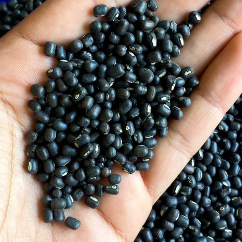 Whole Urad Exporter Europe Buyers